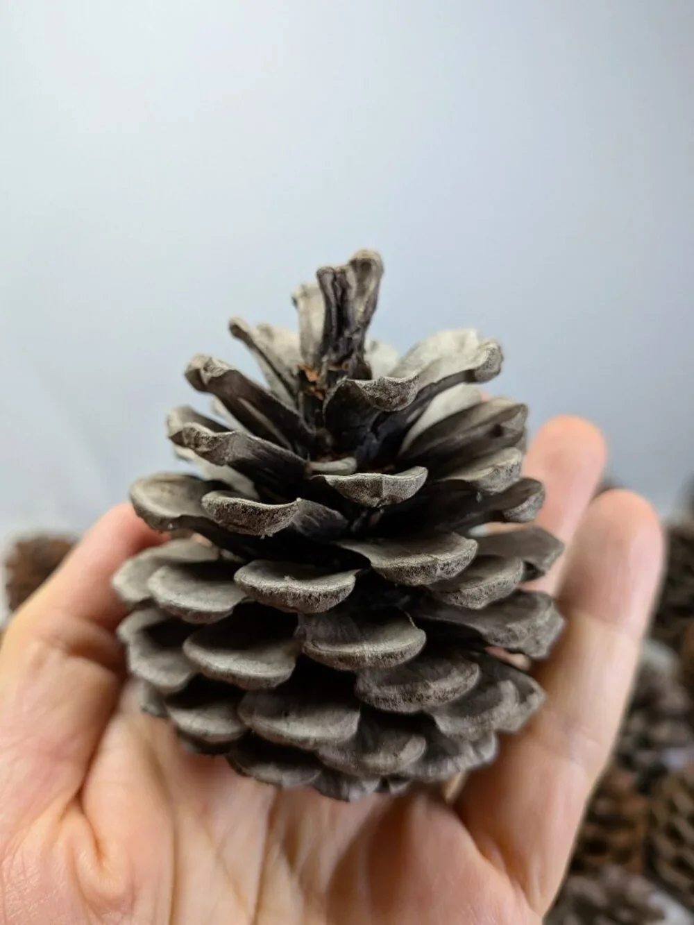 40 Extra Thick Natural Real Pinecones 3